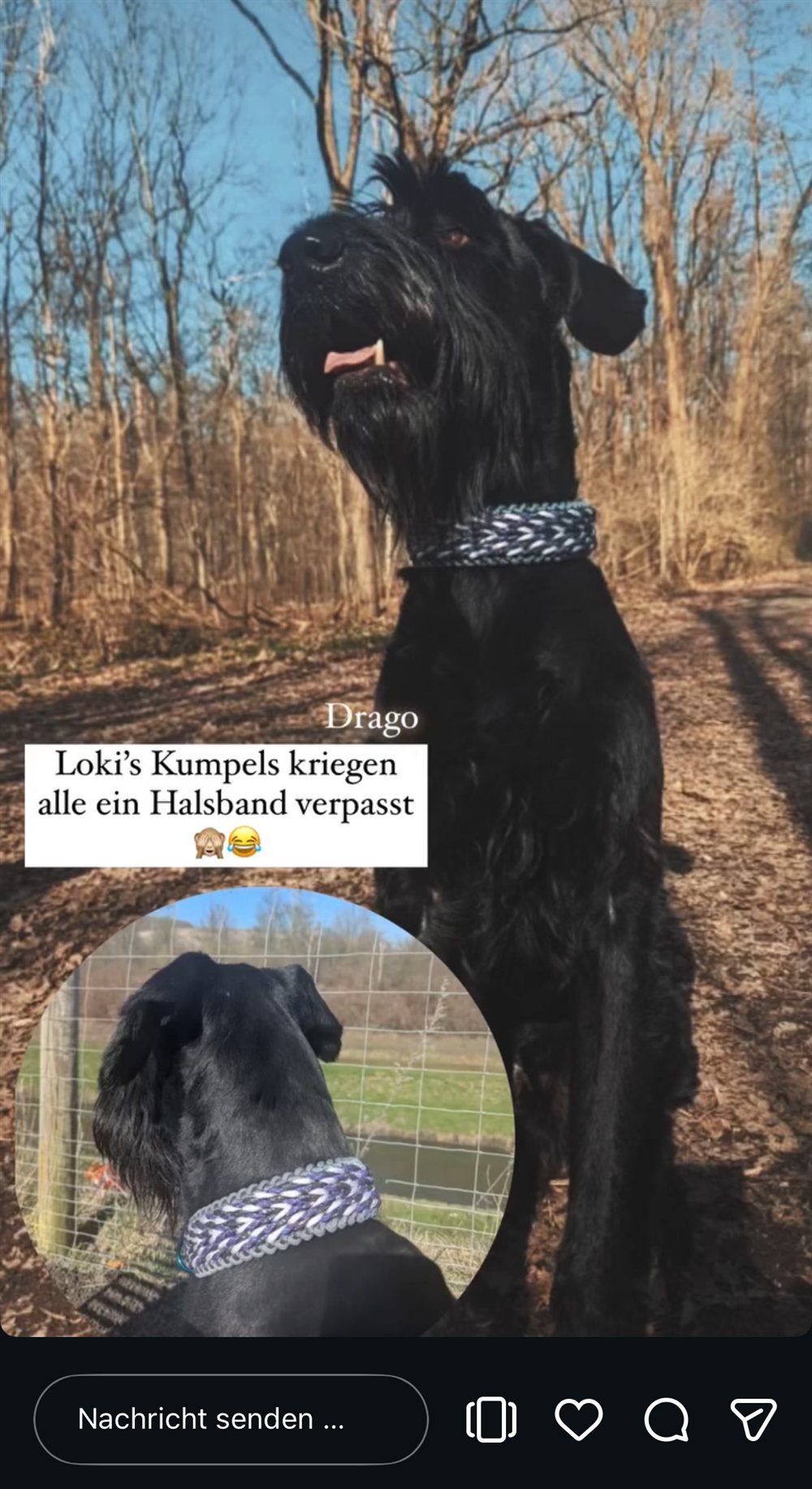 Hund Drago trägt ein Fischgrät-Paracord-Halsband in Grau und Flieder auf einem Waldweg