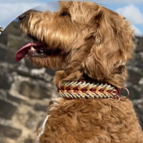 Hund trägt Fischgrät-Paracord-Halsband in Rot, Gold und Grün
